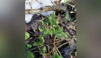 Подснежники появились в парке "Лосиный остров"