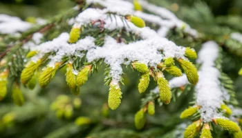 Минсельхоз РФ планирует ввести режим ЧС федерального значения из-за заморозков