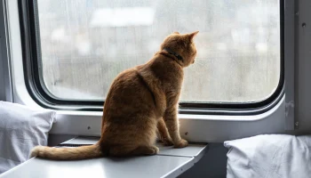 Поезда дальнего следования приходят в Москву с задержками из-за снегопада Поезда дальнего следования приходят в Москву с задержками из-за снегопада