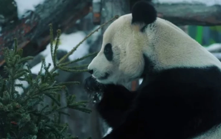 «С радостью полакомился»: столичный зоосад показал кадры с праздничным обедом Жуи