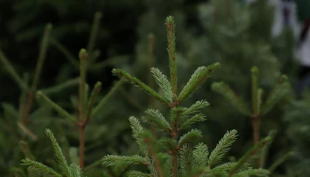 Город выставил на торги права на размещение елочных базаров в центре Москвы