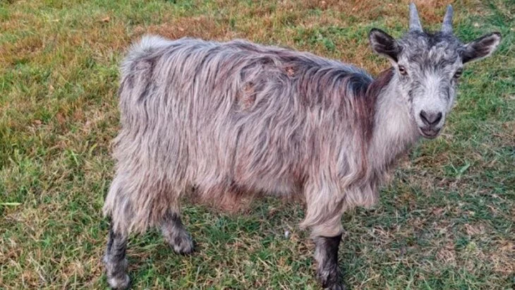 В Брянской области мужчина подарил знакомой краденую козу, чтобы загладить вину В Брянской области мужчина подарил знакомой краденую козу, чтобы загладить вину