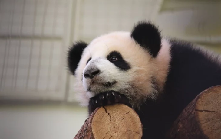 В Московском зоопарке рассказали, когда панда Катюша вырастет до размеров мамы