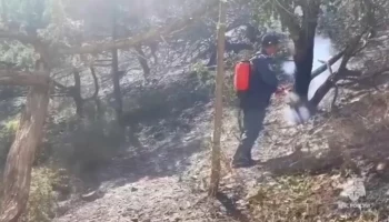 Очаги горения остались в лесном массиве под Новороссийском