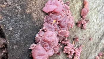 Редкий гриб, похожий на сырое мясо, обнаружили в &laquo;Лосином острове&raquo;