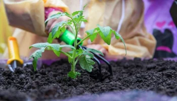 Россельхознадзор запретил ввоз семян из Нидерландов