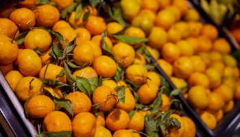 Более тонны цитрусовых собрали москвичи во время акции "Подвешенный мандарин"