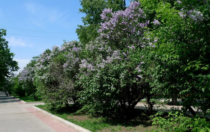 Сиреневый бульвар 0