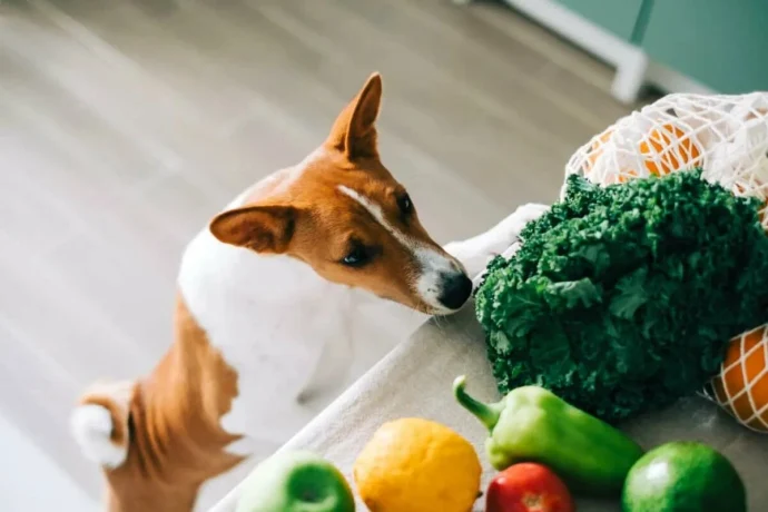 Опасные продукты для животных: что нельзя давать собакам?