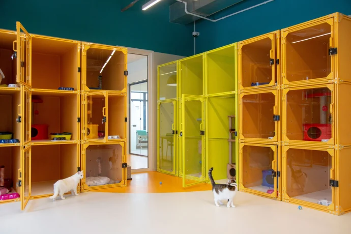 Гостиница для кошек: комфортный приют для вашего питомца Гостиница для кошек: комфортный приют для вашего питомца