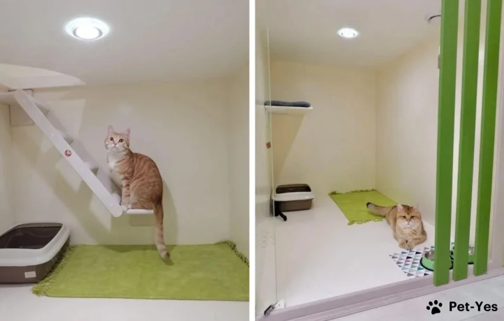 Гостиница для кошек: комфортный приют для вашего питомца Гостиница для кошек: комфортный приют для вашего питомца